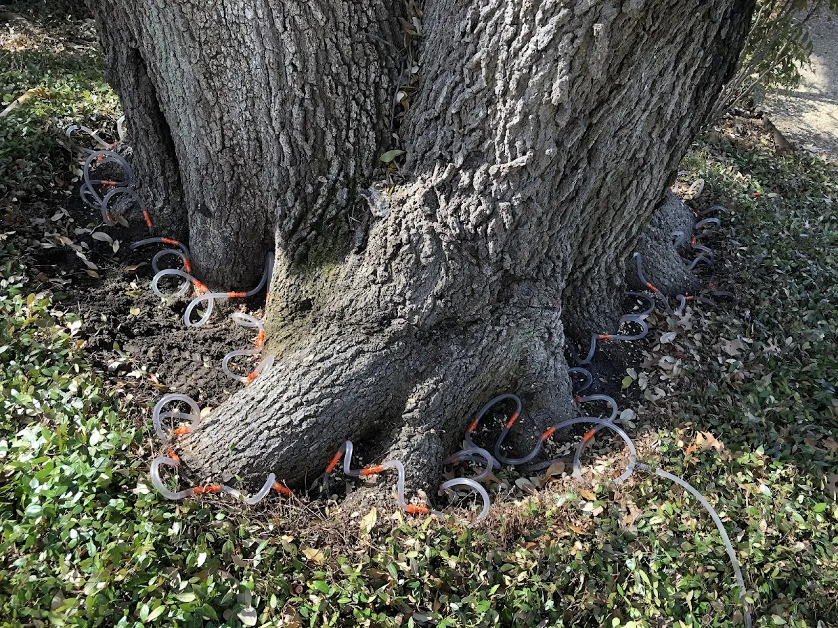 Detailed Tree Cabling and Bracing job site in Olanta