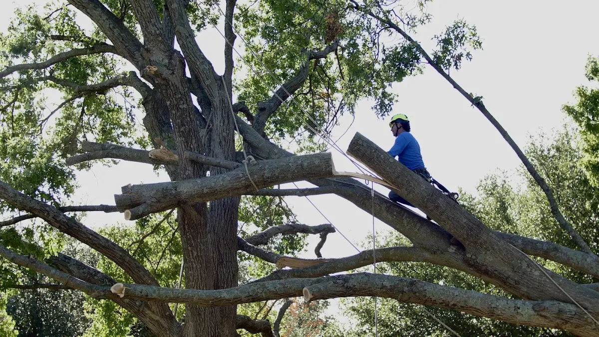 Professional Hazardous Tree Removal performed by certified arborists in Olanta