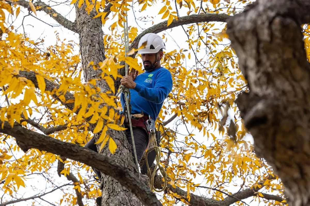 Skilled Tree Transplanting crew working in Olanta