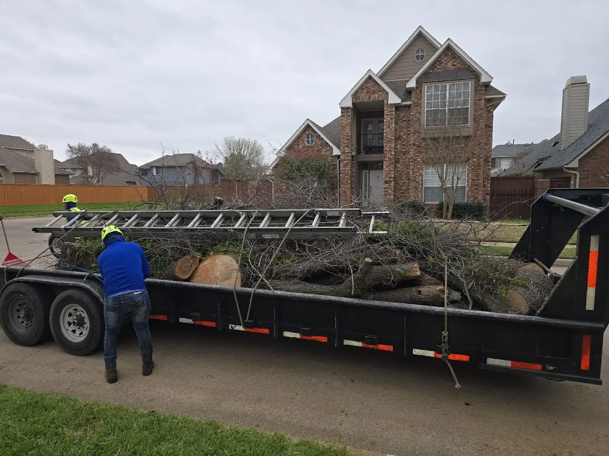 Expert Tree Pest Control with proper safety equipment in Olanta